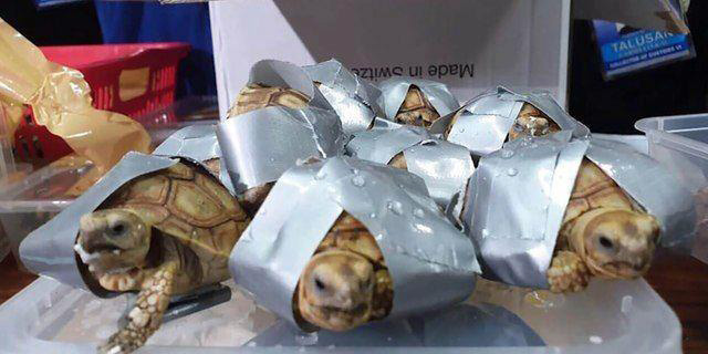 The turtles were bound in duct tape to prevent movement.
