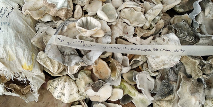 Clam Shells in Palawan